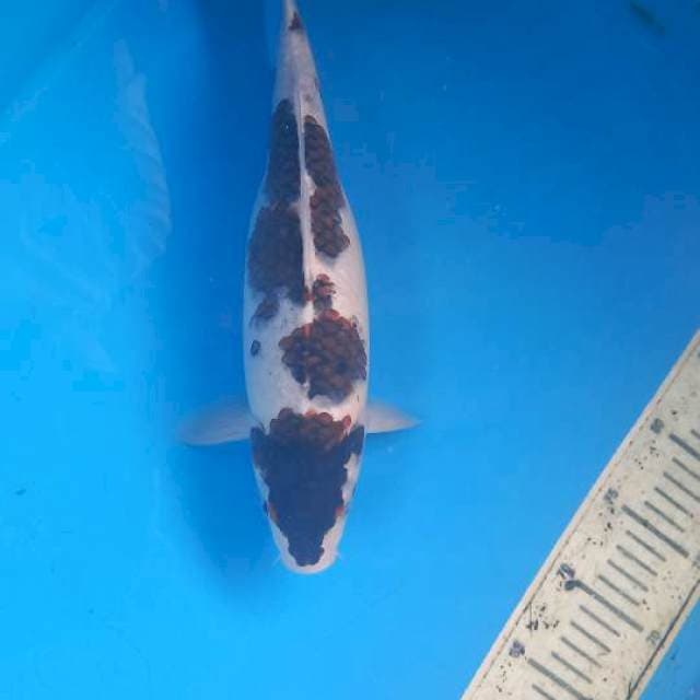 Budo goromo 35cm