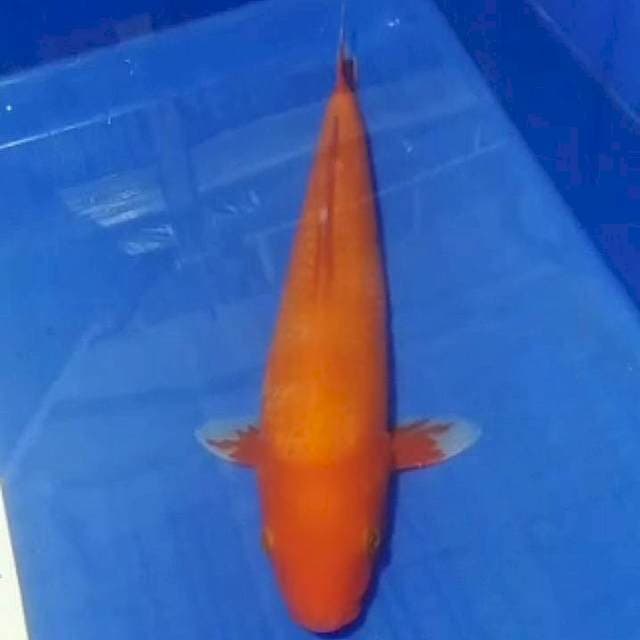 🔥Benigoi 36cm