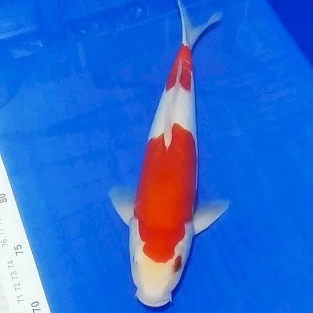 🔥KohakuDoit 32cm