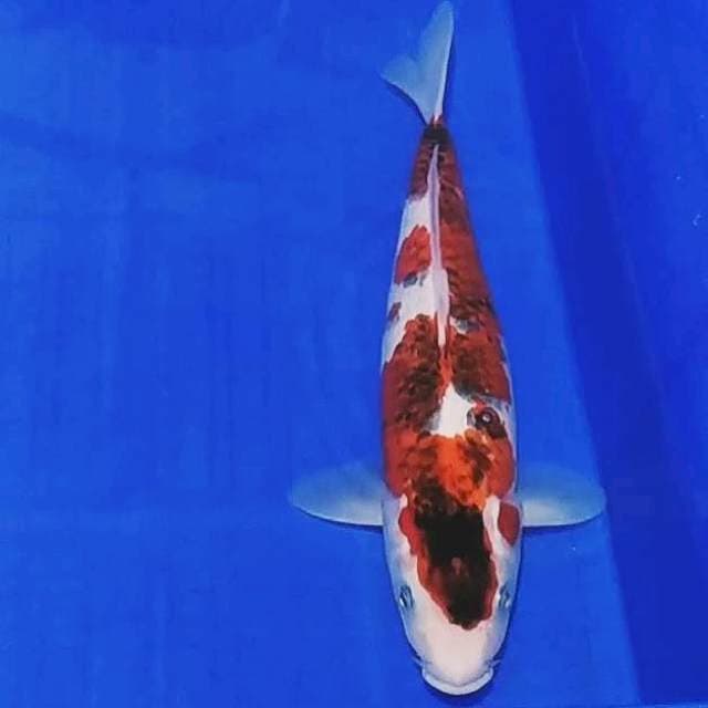 🔥Goshiki Goromo 32cm