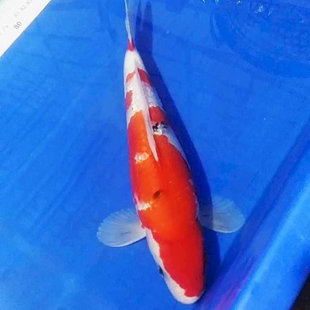 🔥Sanke Red Strong Ginrin