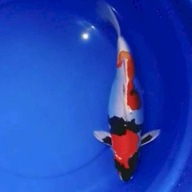 🆕 KIN SHOWA DOITSU 42CM