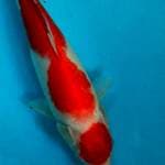 Kohaku