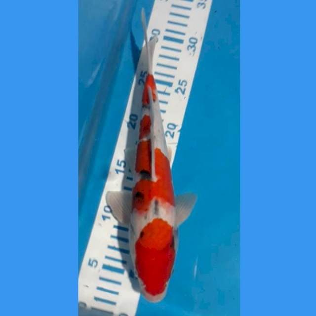 Sanke 27 cm