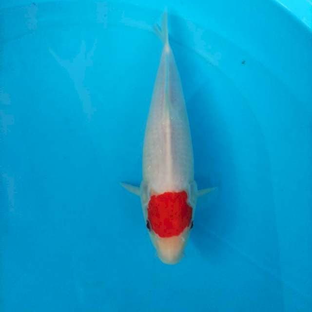 Tanco kohaku sakai ltd 30cm
