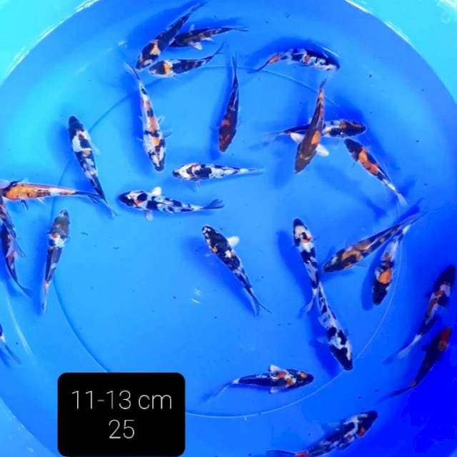 25 ekor 11-13 cm
