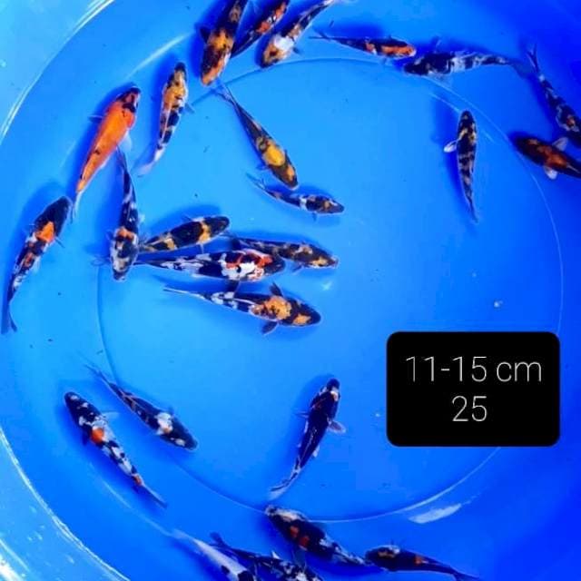 25 ekor 11-15 cm