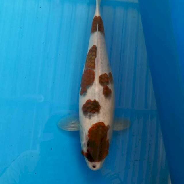 Budo goromo 33cm