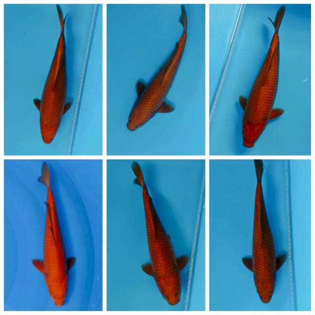 Cagoi tembaga . 32_35 cm . Prospek
