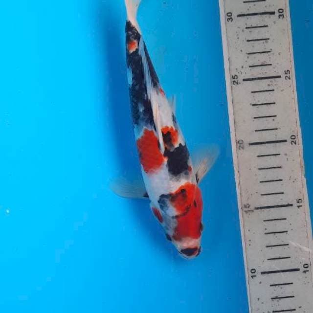 Showa 22cm 