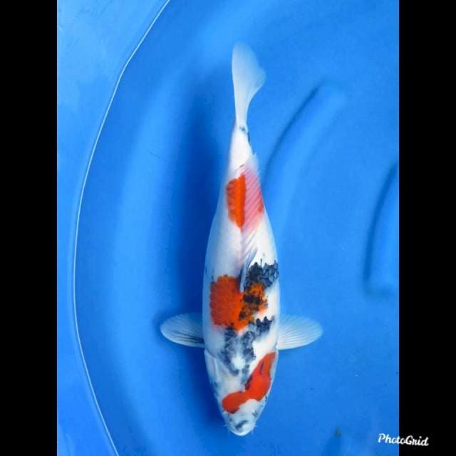42cm , Kindai Showa Jumbo