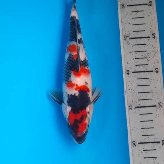 Showa 23cm