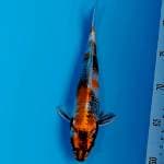 Kin showa hikari antique