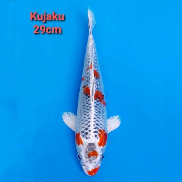 Kujaku 29cm