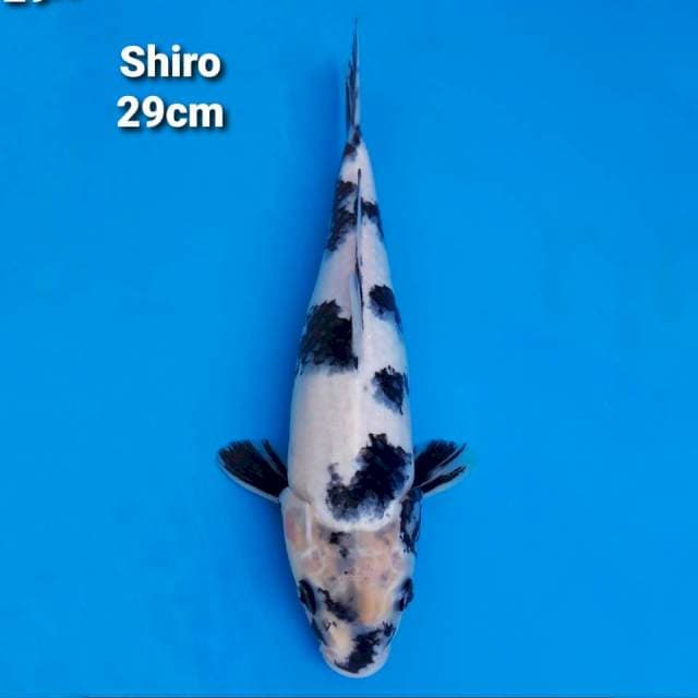 Shiro Utsuri 30cm