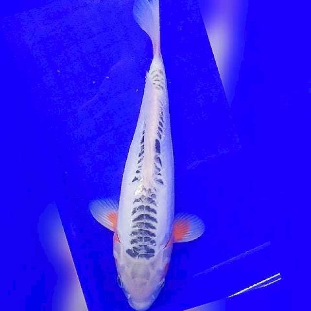 HaNa shusui 29cm