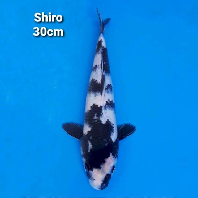 Shiro 30cm