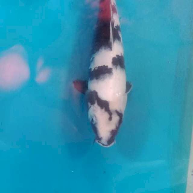 Shiro