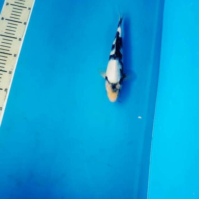 Shiro snow white sumi janges munuk