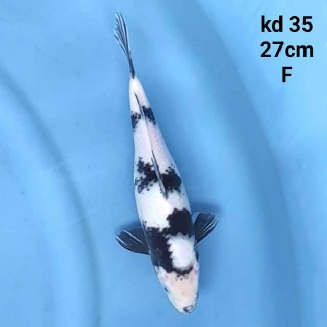 shiro utsuri putih salju