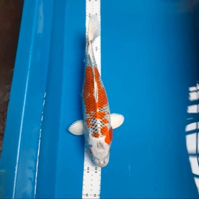 Kujaku 35cm