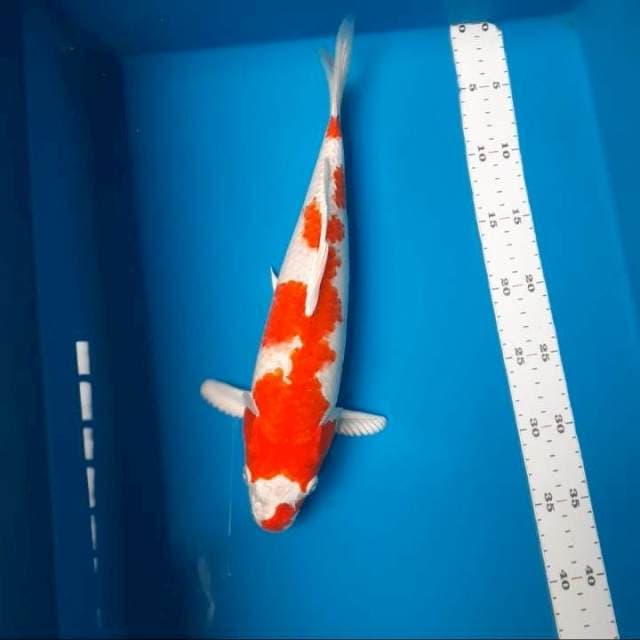 Sakura ogon 35cm