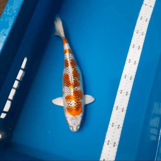Kujaku 32cm