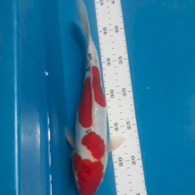 Doitsu sanke 27cm