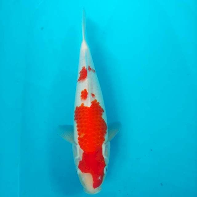Kohaku 37cm Kondo Koi Farm
