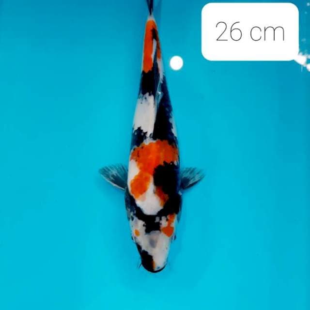 Showa 26 cm