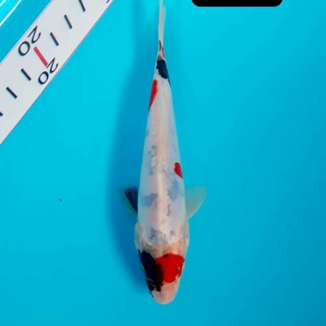 Tancho unik 16 cm