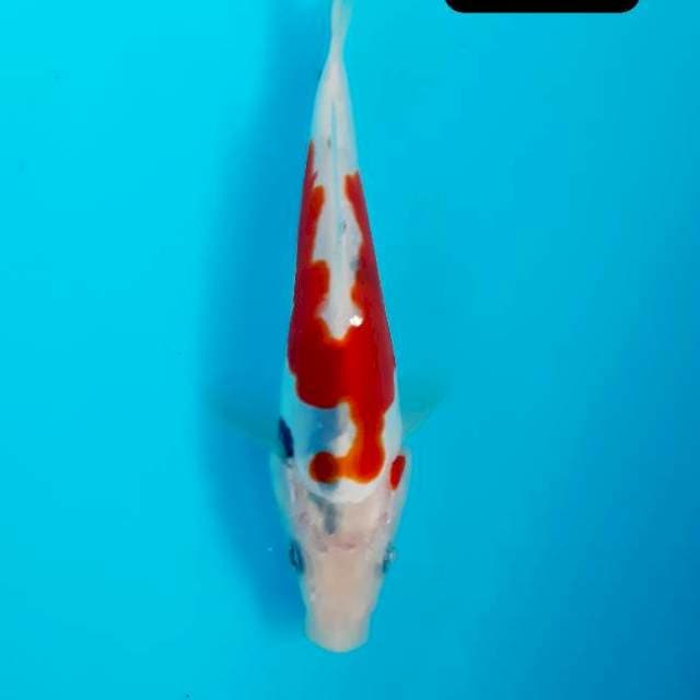 Langka 17 cm