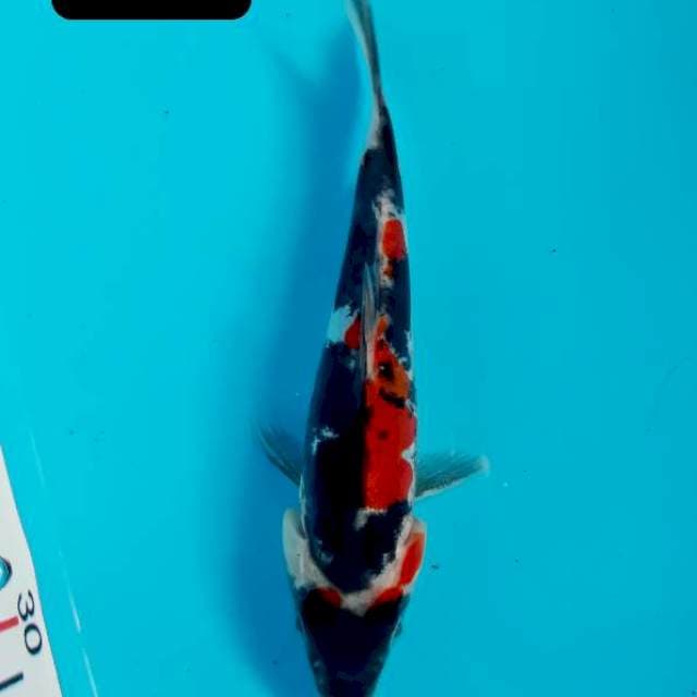 Doitsu 16 cm