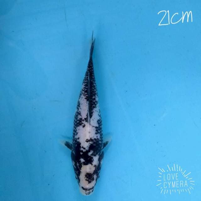 Matsukawabake 21cm