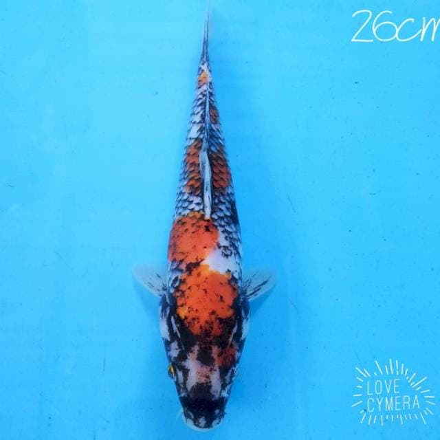 Matsukawabake 26cm