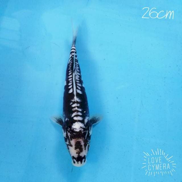 Matsukawabake 26cm