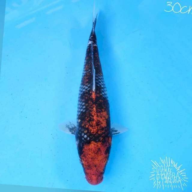 Matsukawabake 30cm