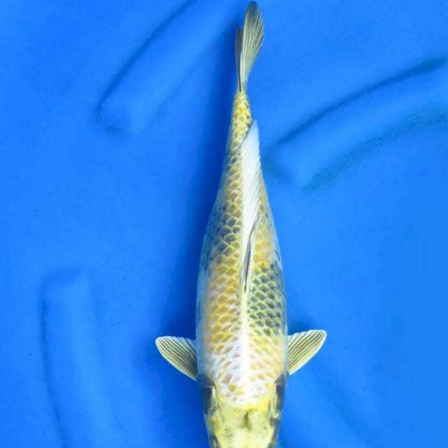 Ori kinkiutsuri 35cm