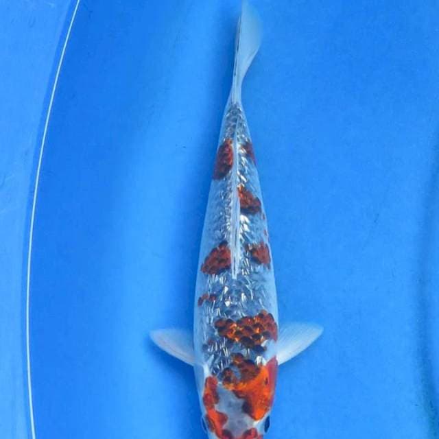 Ori goshiki ginrin 25cm