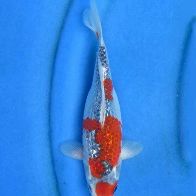 Ori goshiki ginrin 23cm