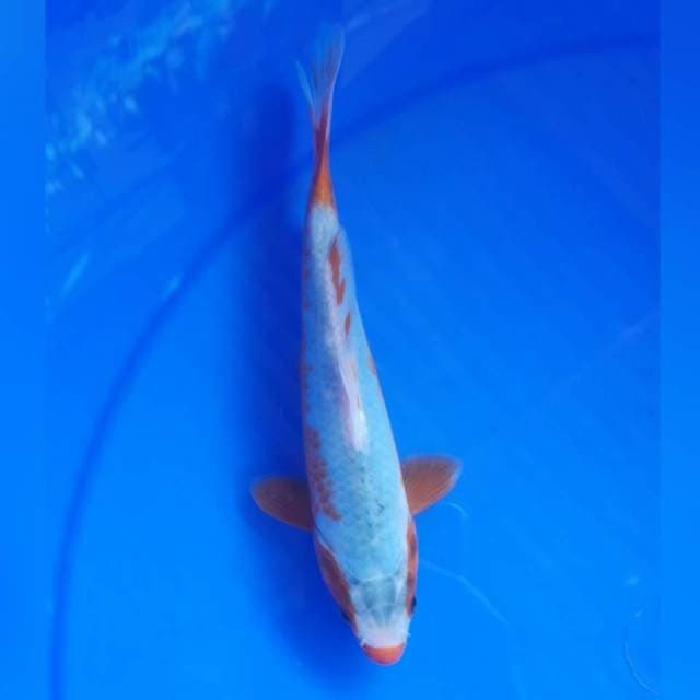 ASAGI MALE