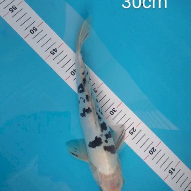 30cm Beko Doitsu Murni