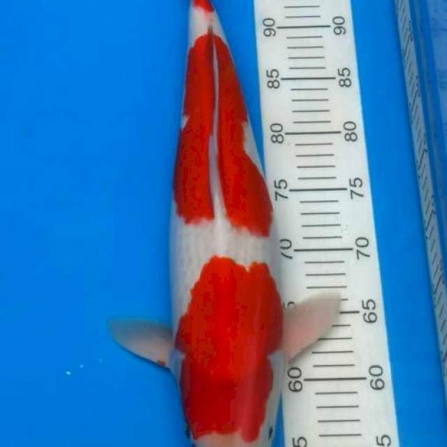 Goshiki male 49 cm kanno