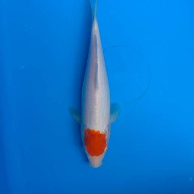 Tancho Kohaku