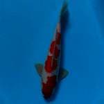 Kohaku 29cm