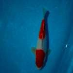 Kohaku 26cm 