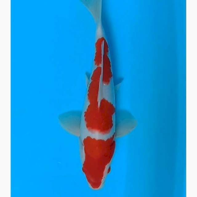 Kohaku
