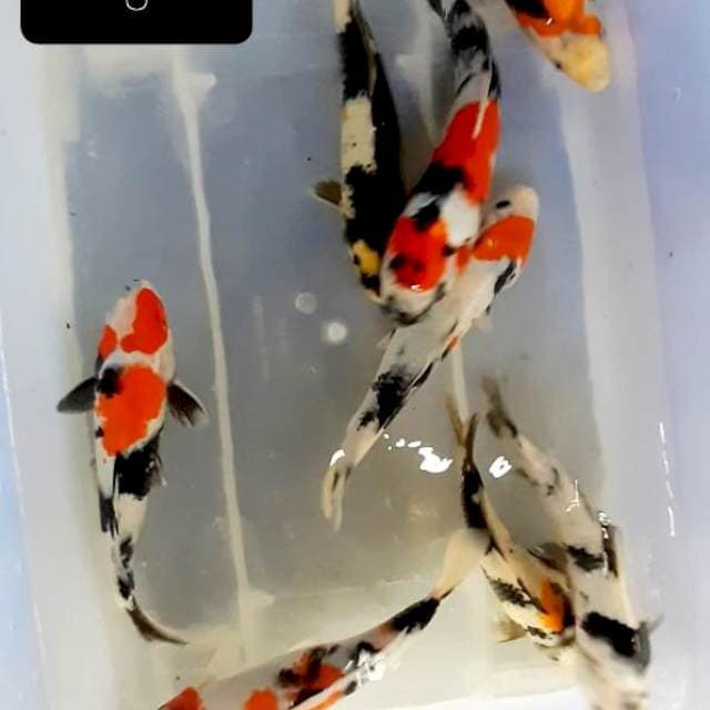 Showa 8 ekor 20-24 cm