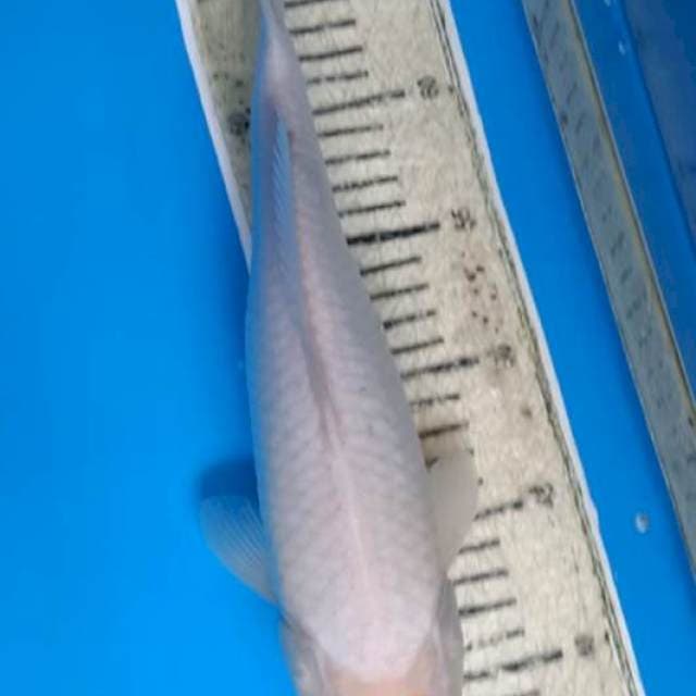 Thancho putih Bersih 32cm