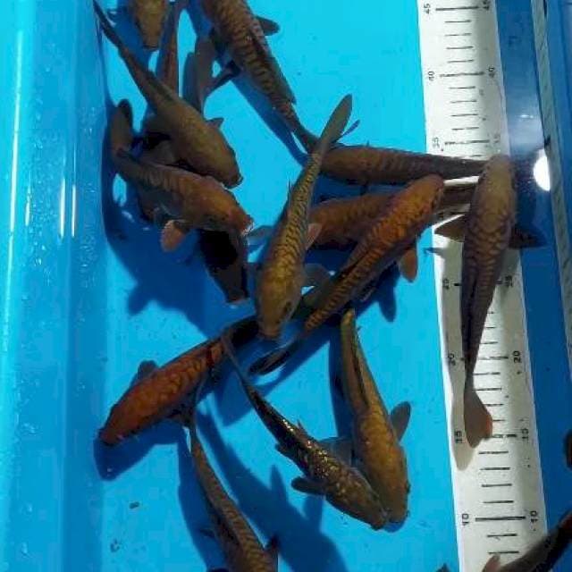 CHAGOI TEMBAGA SISIK NAGA 15-20 CM 18 EKOR